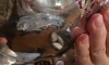 Pelit Pastaneleri Antika Tabağımızı Kırdı Şimdi De Saygısızlık Yapıyor